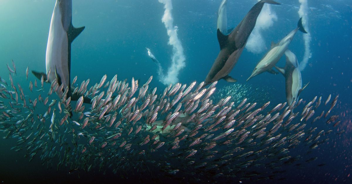 Je fais du snorkeling tranquillement dans la direction indiquée par le guide.  Puis, « putain, regarde dans l’eau! », j’ai une énorme explosion d’une baleine