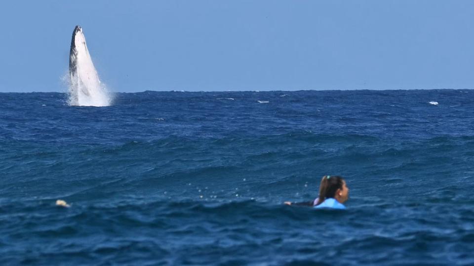 Une baleine saute hors de l'eau derrière la surfeuse Brisa Hennessy