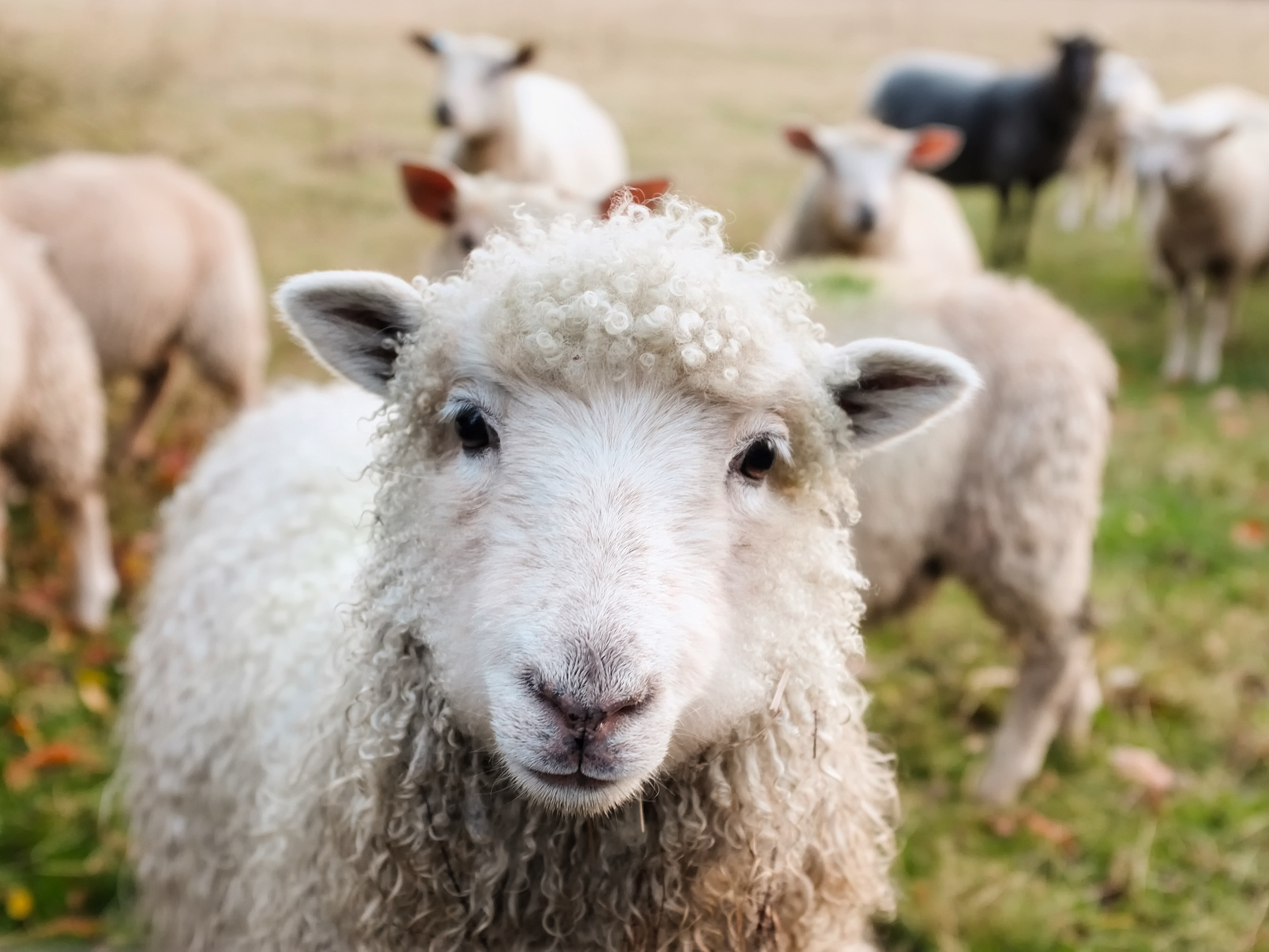 Les scientifiques ont testé le "gelée" sur les moutons, dont les membres postérieurs ressemblent au genou humain