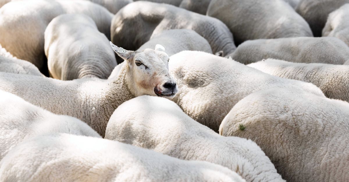 Protéger les moutons contre la fièvre catarrhale ?  Puis vacciner également la vache