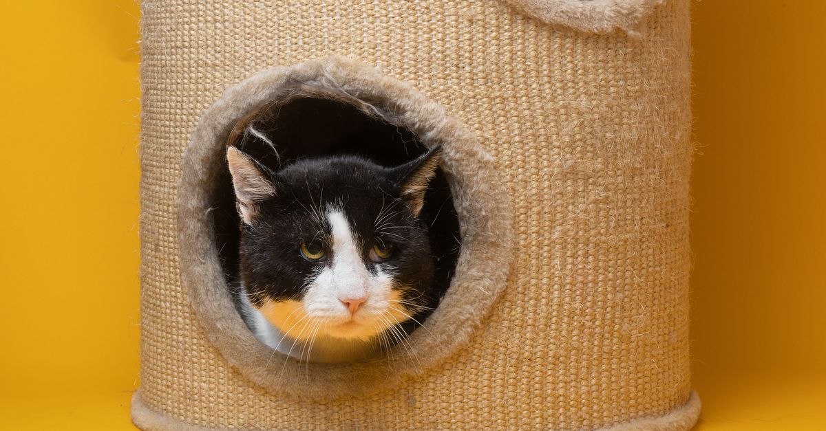 Un chat mignon (h) veut rentrer à l’intérieur après avoir vécu sauvagement