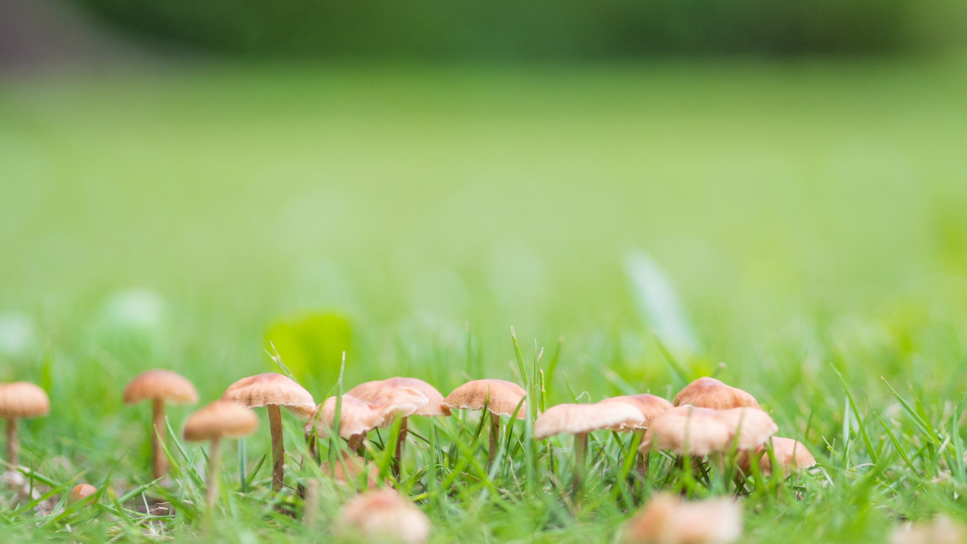 L’astuce à 62p pour empêcher les champignons de pousser dans votre gazon : elle est respectueuse des animaux et n’endommagera pas votre sol