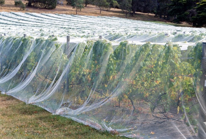 Vignes couvertes de filets dans un vignoble australien