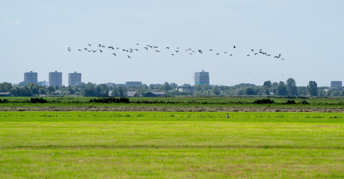 Chasser les oies avec un épouvantail volant