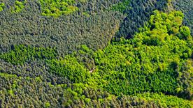 Forêt mixte dans le district d'Oder-Spree près de Fürstenwalde (Brandebourg)