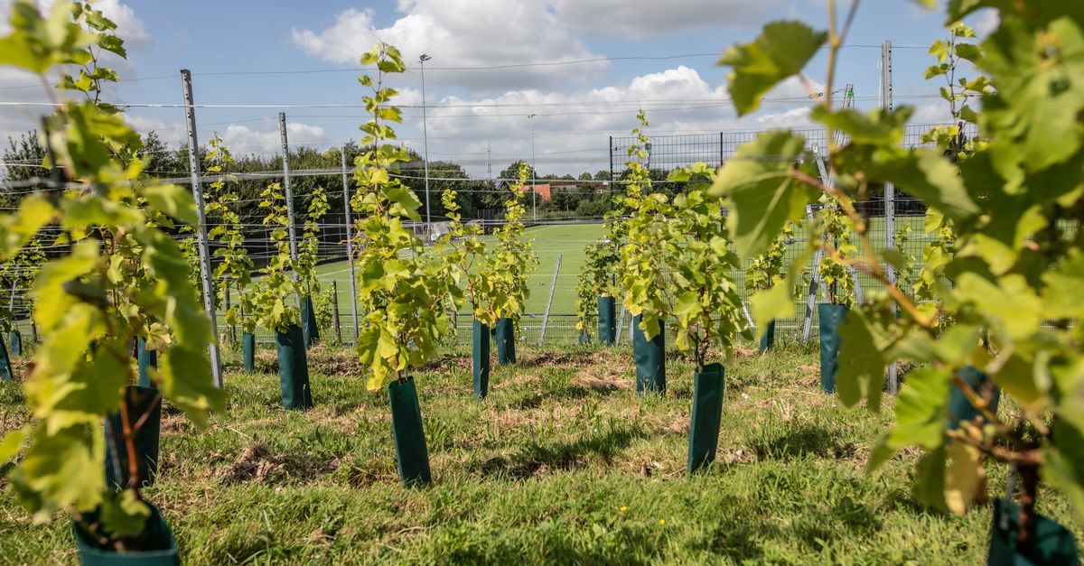 La ville d’Utrecht possède désormais également son propre vin