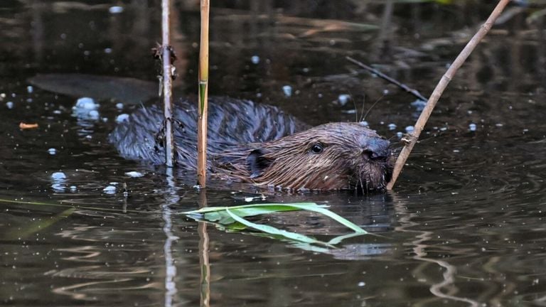 Castor nageant à Oisterwijk (Photo : Toby de Kort)