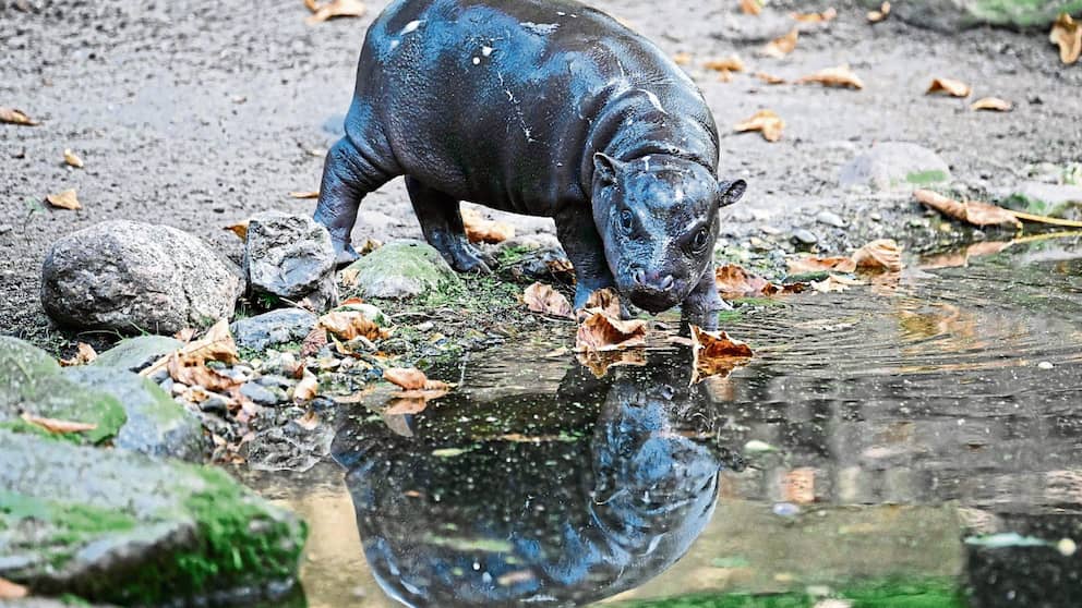 Hippo Toni n'a pas peur de l'eau et saute joyeusement