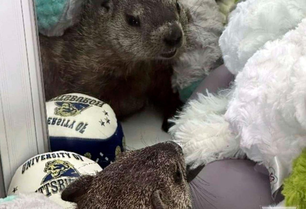 Une marmotte nommée Colonel Custard est vue sur cette photo fournie par Lynn Castle, le 30 juillet 2024, à Hollidaysburg, Pennsylvanie. 