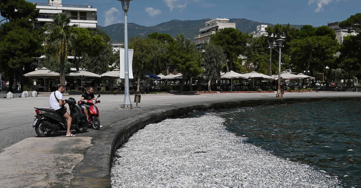 Le port d’une ville grecque regorge de poissons morts