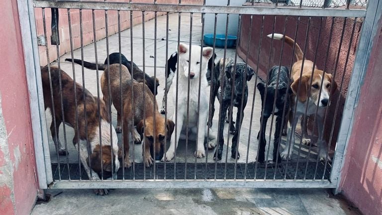   La Fondation Animal Care Espana libère des chiens du couloir de la mort (photo : ACE)