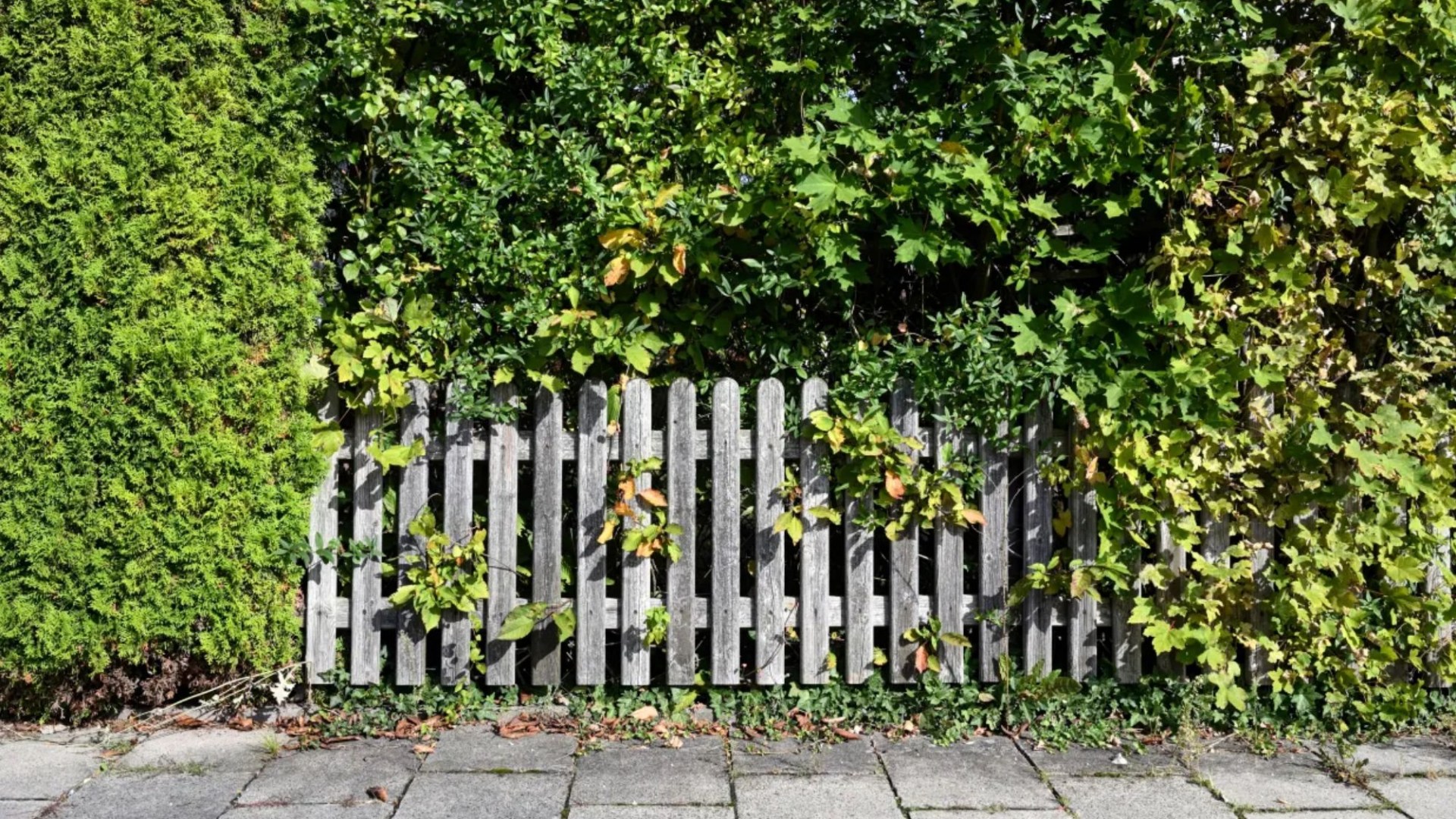 Je ne couperai pas ma haie même si elle envahit le jardin du voisin – ce n’est pas MON travail de garder son jardin joli