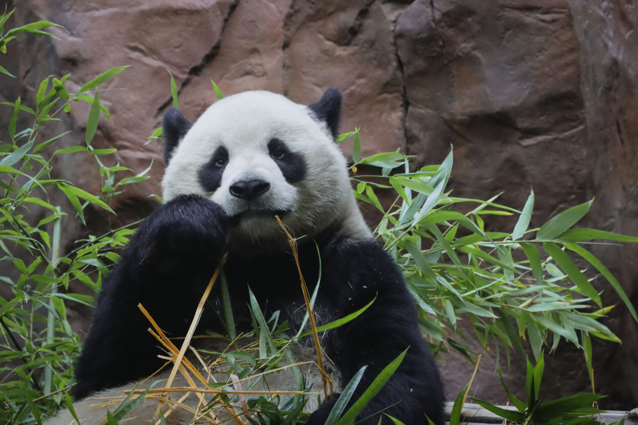 La diplomatie panda est-elle rouverte ? Fête au zoo de San Diego pour Yun Chuan et Xin Bao