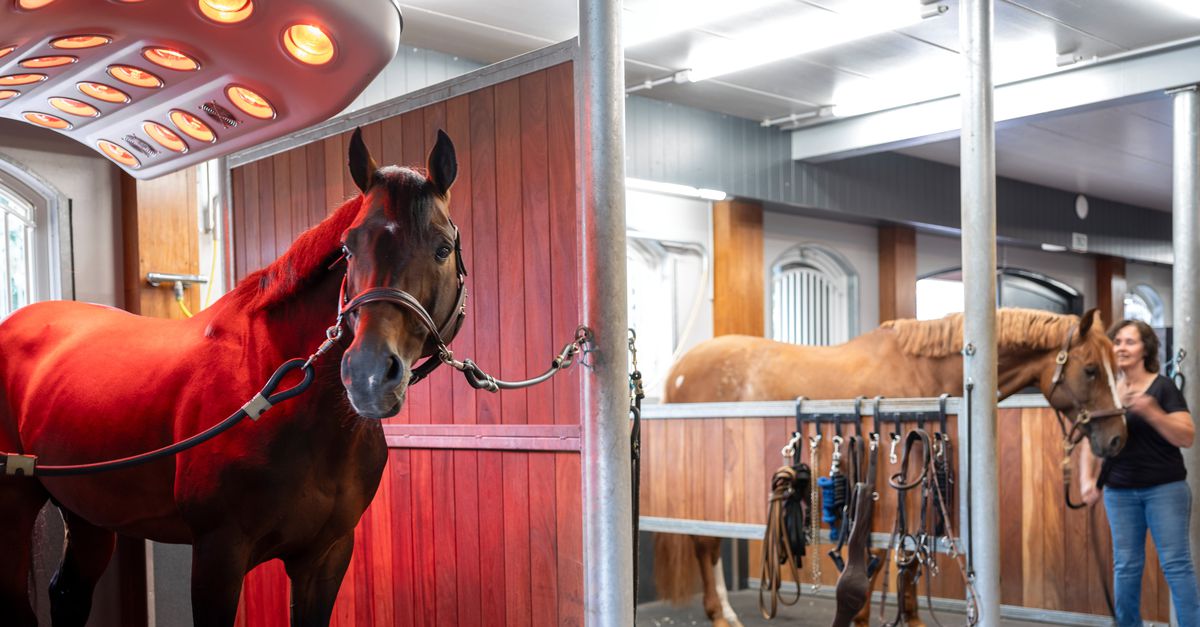 Le hongre expérimenté et glamour ou l’étalon dans la fleur de l’âge ?  Le cavalier de saut d’obstacles Harrie Smolders a dû choisir avec quel cheval il irait aux Jeux