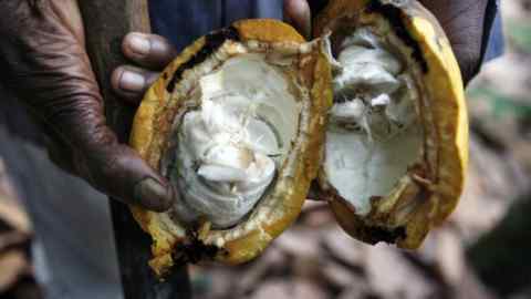 Un agriculteur tient une cabosse de cacao ouverte et mûre dans une ferme à l'extérieur de Kumasi, au Ghana