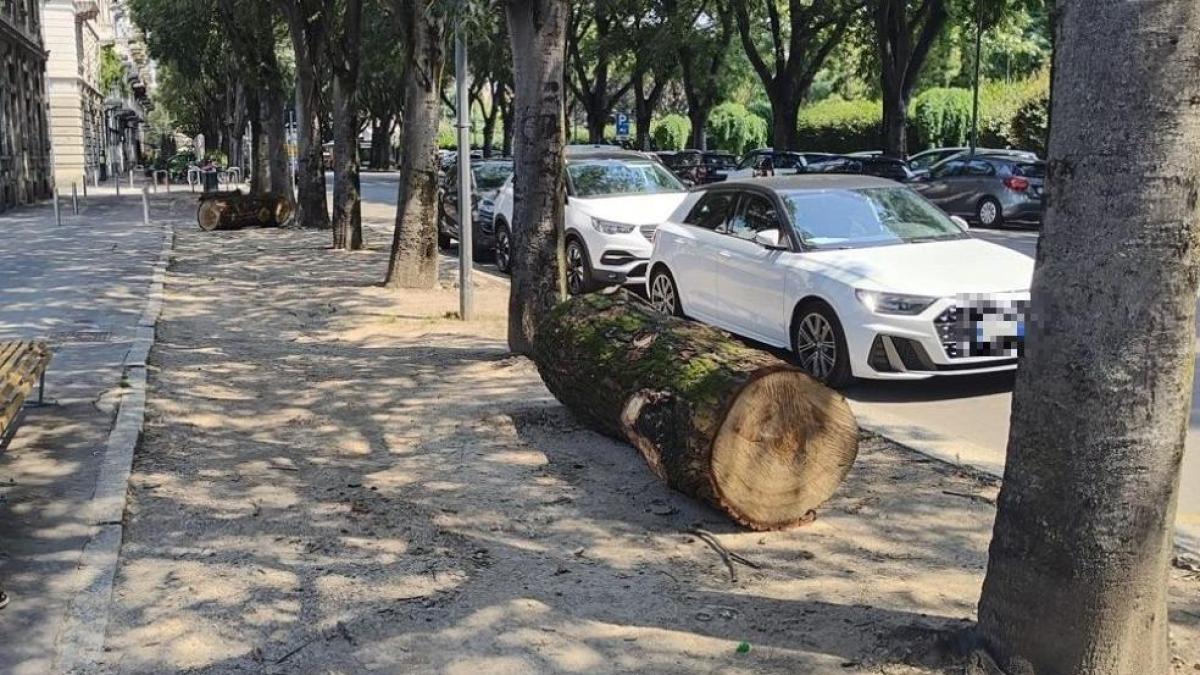 Milan, des troncs d’arbres pour lutter contre le « stationnement sauvage »