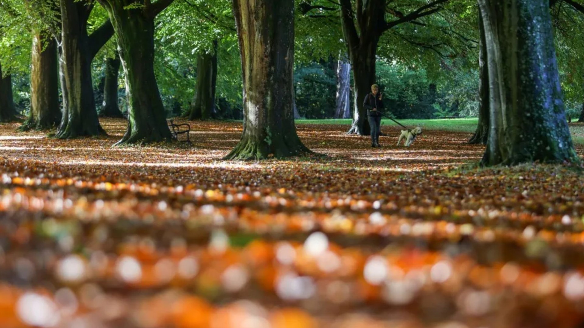 Les Britanniques révèlent leurs 15 choses préférées à propos des mois d’automne alors que le temps se refroidit