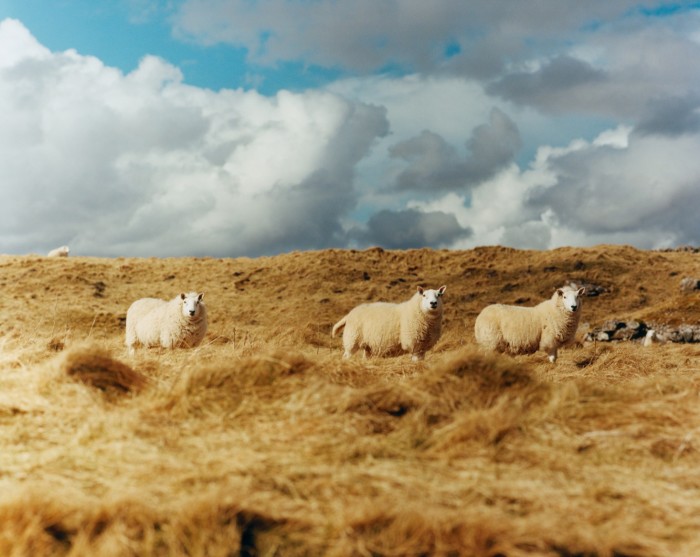 Un trio de moutons vu depuis la route