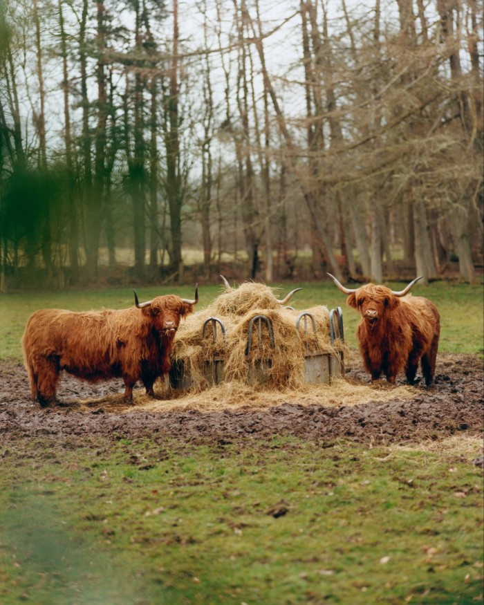 Les bovins des Highlands se régalent de foin