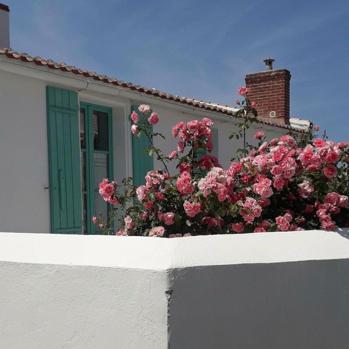 Une vue sur un mur blanc, un rosier rose et un bâtiment blanc de plain-pied avec des volets en bois turquoise sur la fenêtre