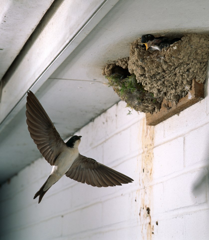 Voir des filets d'oiseaux à l'intérieur d'une maison est un désagrément immédiat