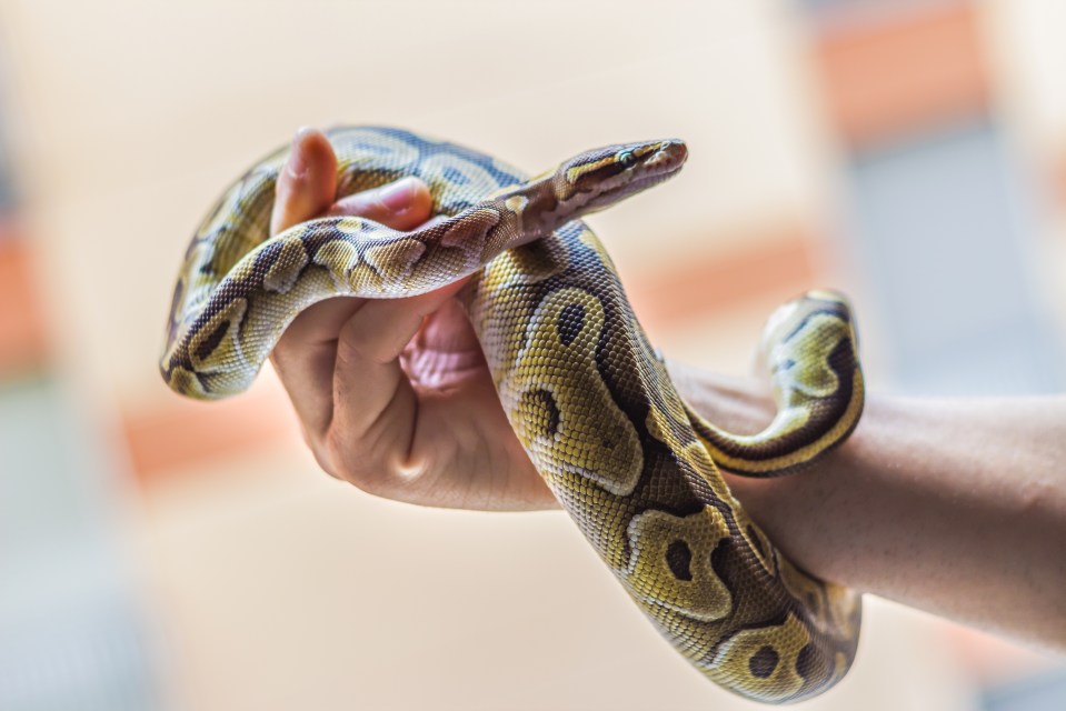 Et beaucoup sont effrayés par ceux qui ont des serpents de compagnie.