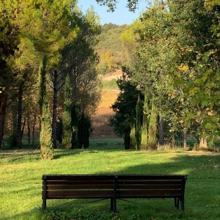 Un banc offre une vue entre les arbres sur une colline