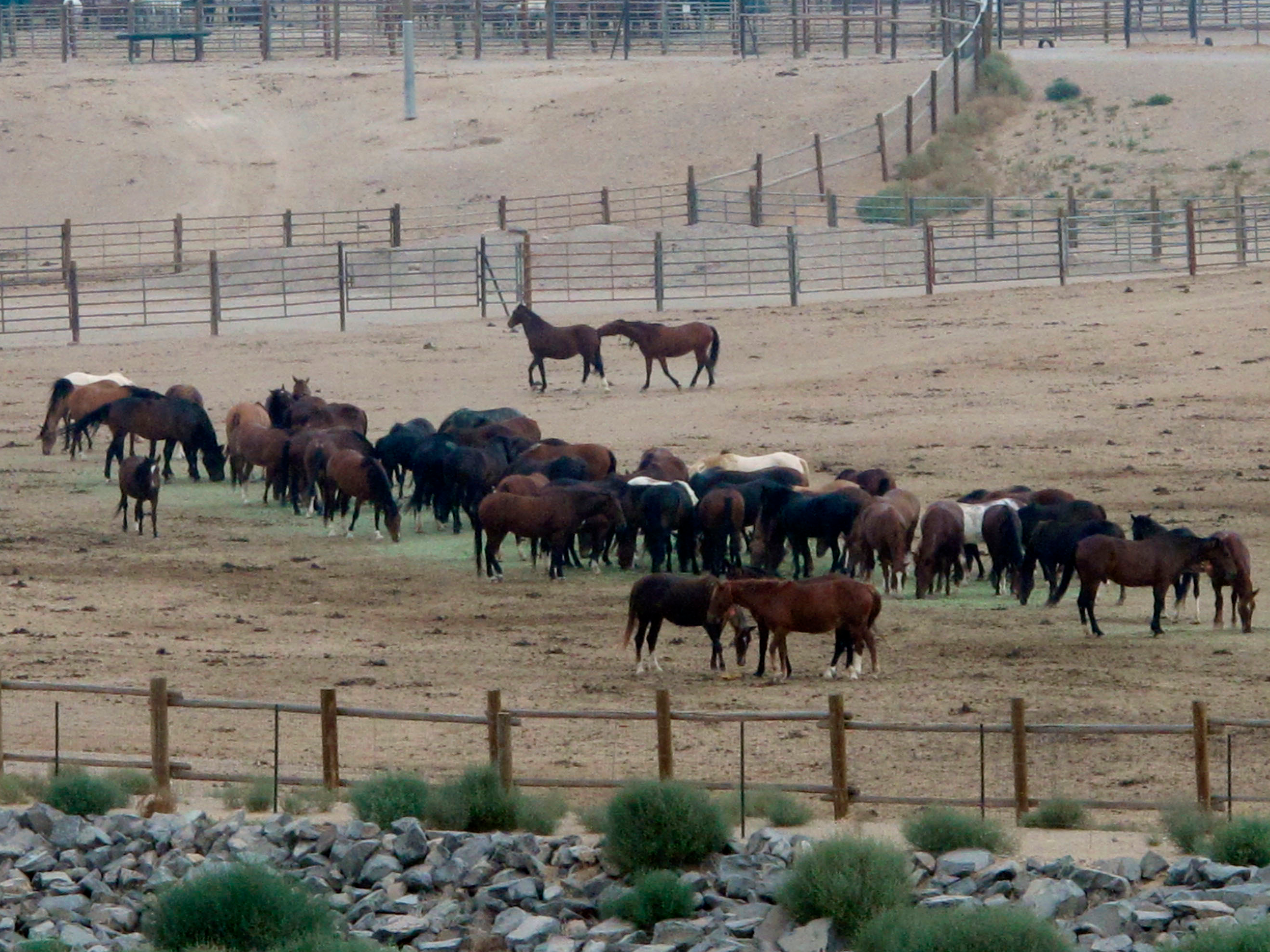 DOSSIER – Dans cette photo d'archive du 4 septembre 2013, des mustangs récemment capturés sur des pâturages fédéraux parcourent un corral dans les installations de détention du Bureau of Land Management des États-Unis, au nord de Reno, à Palomino, Nevada. Deux présidents de comités de la Chambre tentent de freiner le financement d'une nouvelle proposition de l'administration Trump visant à accélérer la capture de 130 000 chevaux sauvages à travers l'Occident au cours des 10 prochaines années. (Photo AP/Scott Sonner, dossier)