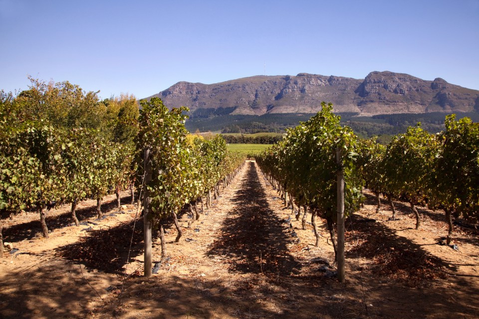 La ville ensoleillée d'hiver est connue pour ses hivers chauds et ses vignobles étonnants