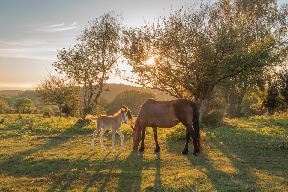 Si vous vous promenez dans le parc national de New Forest, faites attention aux poneys en liberté