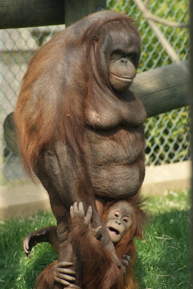 Quand Oshine est arrivée pour la première fois à Monkey World, elle était morbidement obèse