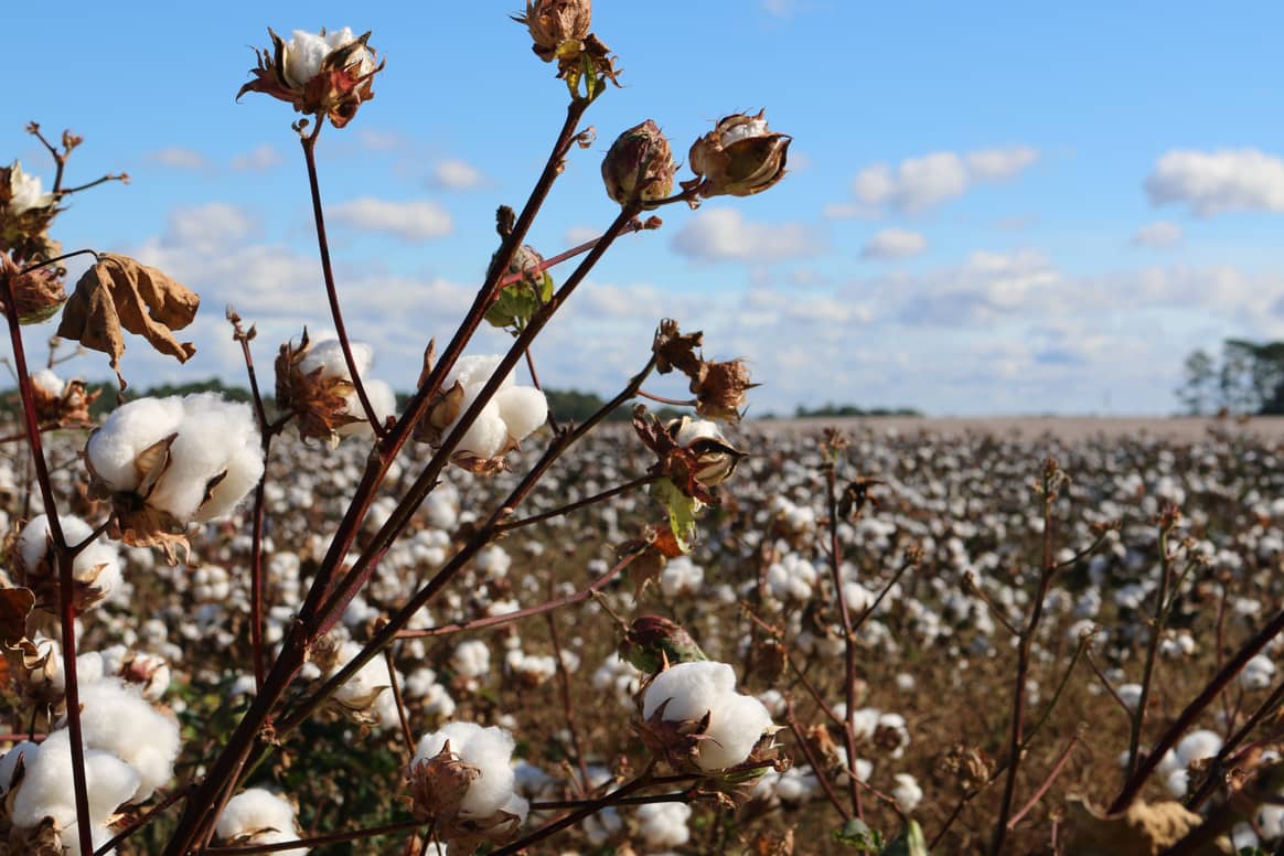 Le coton représente un quart de la production mondiale de fibres.