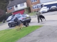 Des images du Staffy et du berger allemand attaquant un chiot le même jour ont été partagées sur Facebook.