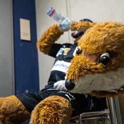 L'homme en costume de la mascotte des Foxes Berlin prend une courte pause pour boire lors du match à domicile de l'équipe de handball de Berlin en Ligue des champions contre le Veszprem KC le 12 septembre 2024. (Source : rbb/Huber).