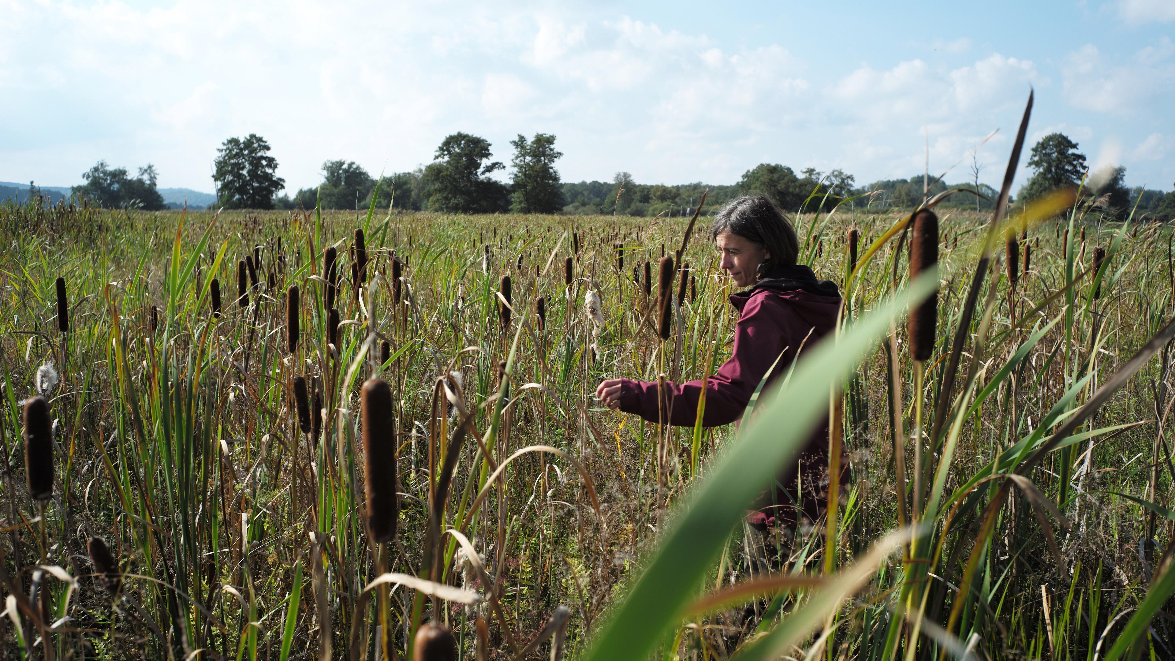 Les quenouilles sont l’un des signes les plus frappants de l’utilisation des landes humides. Franziska Tanneberger s'engage notamment auprès des agriculteurs. Le 27 octobre à Mayence, la chercheuse des landes recevra cette année le prix allemand de l'environnement de la Fondation fédérale allemande pour l'environnement (DBU), d'une valeur de 500 000 euros, qu'elle partagera avec l'ingénieur qualifié Thomas Speidel.