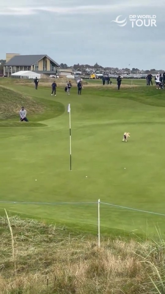 Mais on pouvait alors voir un chien courir vers le ballon