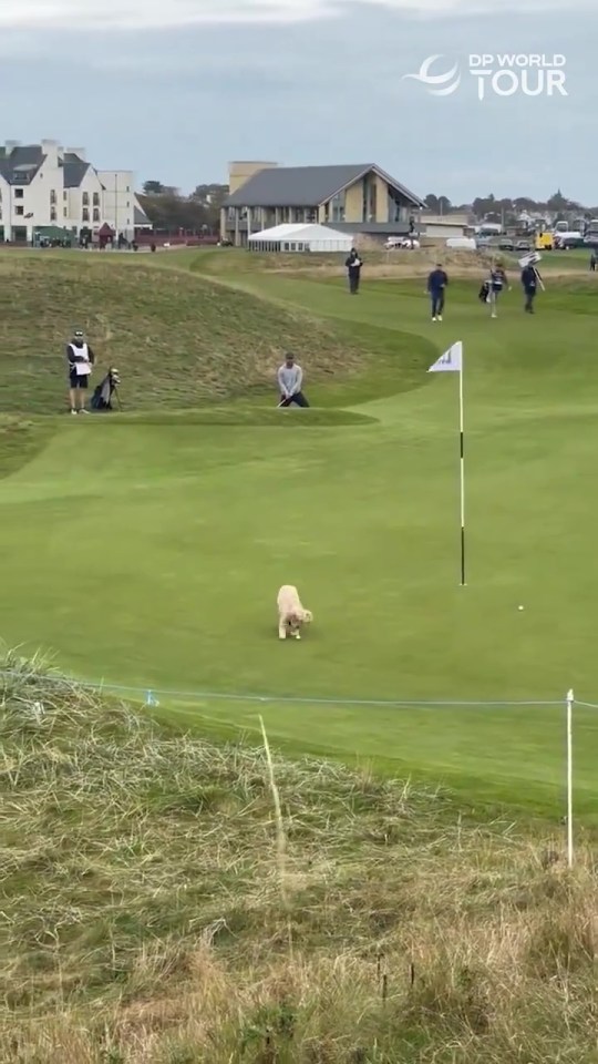 Le chien a ramassé la balle