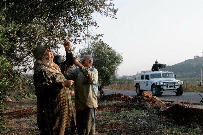 Des villageois libanais récoltent des olives