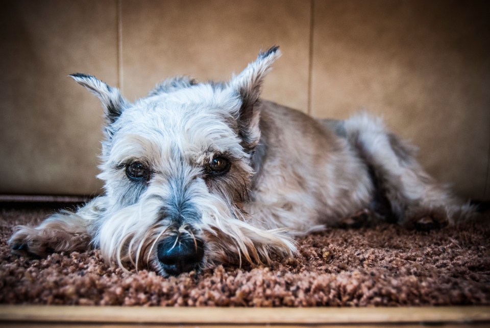 Rendre votre maison sécuritaire pour votre animal de compagnie est si important