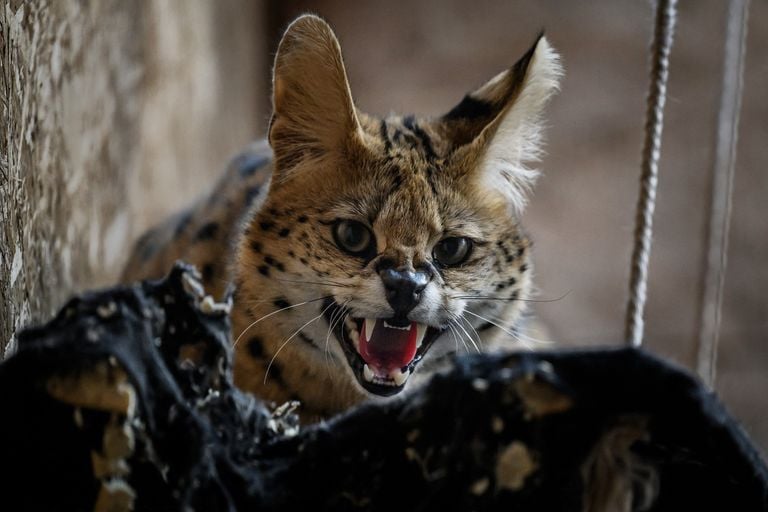 Un serval (photo : ANP 2024//Jeff Pachoud).