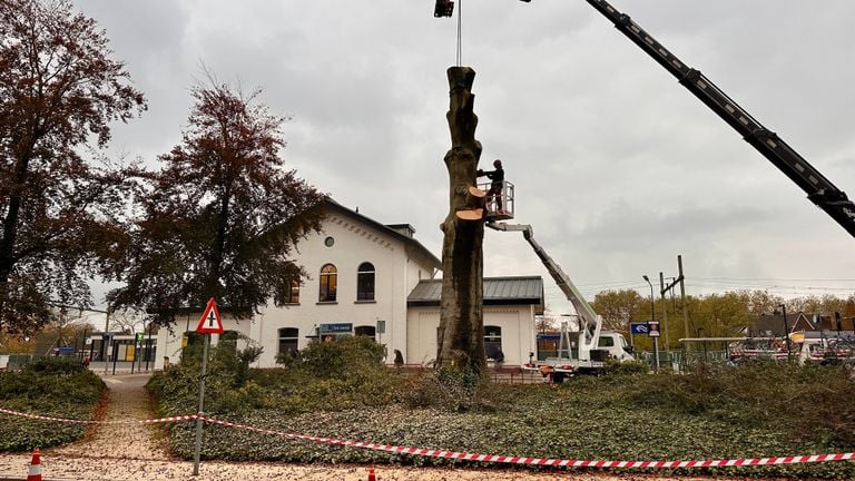 L'arbre monumental est coupé en morceaux. Photo : Jan Peels