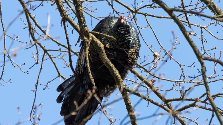 La dinde était coincée dans un arbre (photo : Albert Hendriks).