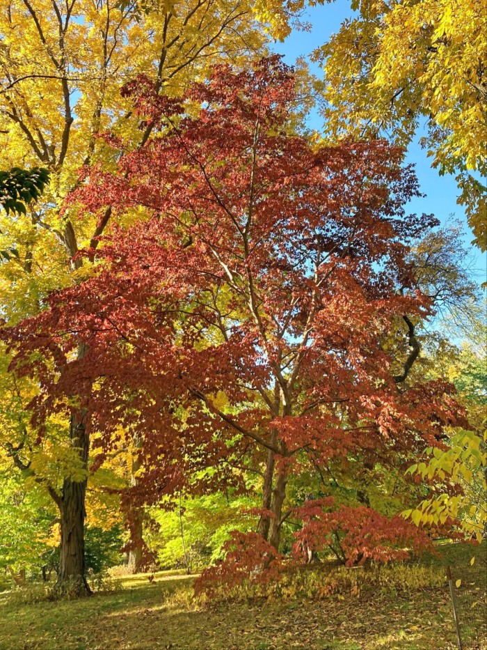 Un groupe d'arbres aux couleurs automnales, dont celui du premier plan a des feuilles rouge rouille