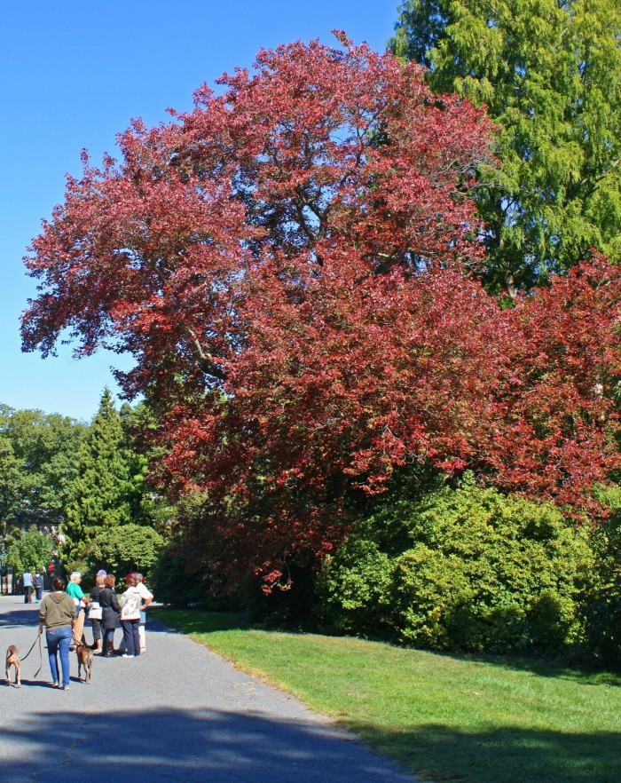 Les feuilles de cet arbre sont d'une couleur rouille plus foncée. À côté de l'arbre se trouve un chemin, sur lequel quelques personnes marchent.