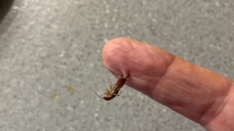 Le perce-oreille que Diny avait accroché à ses doigts (Photo : Diny Fiddelaers).. 