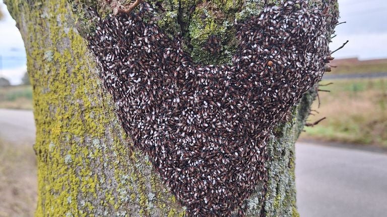 Un gros cœur d'insectes sur un tronc d'arbre (Photo : Cissy Strijbosch). 