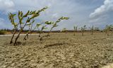 Mangroves sur une plaine sèche de Bonaire.