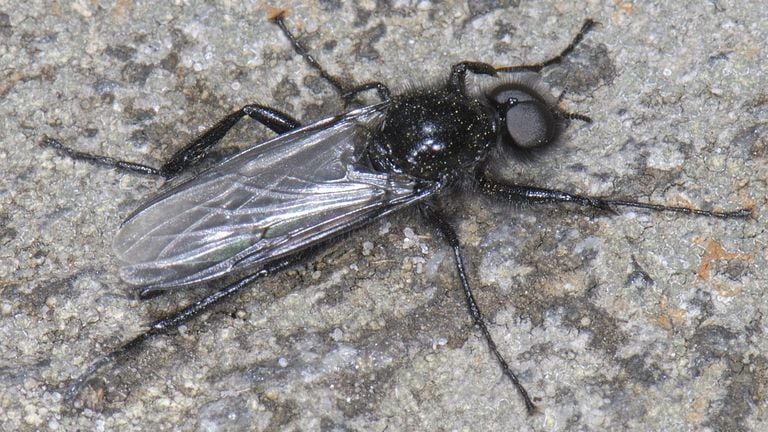 La mouche de mars. (photo : Saxifraga Ab H Baas)