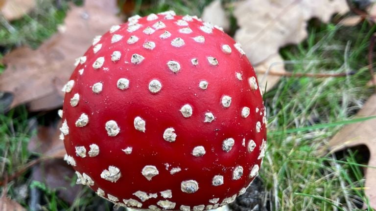 Magnifique agaric mouche émergent (photo : Joep Leijendekkers)