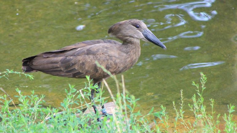 Hamerkop (photo : ZooParc Overloon)